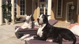 Two Great Danes enjoy Dog Days of Summer