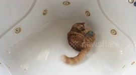 Funny Cat goes Ninja Cat Crazy with Catnip Mouse