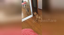 Newsflare Edit - Puppy sees his own reflection for the first time!