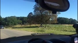 Deers in the park