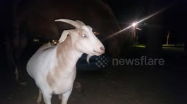 Goat Rub a Dub Dub