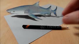 Drawing a 3D Gray Shark,  Trick Art & Amazing Animals