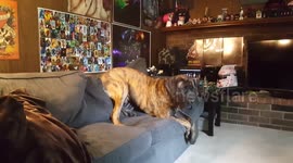 6 month Mastiff puppy vs Boxer