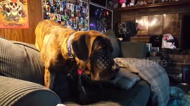 Mastiff puppy reaction when owner comes back home