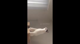 Cat chirps and points to the bug