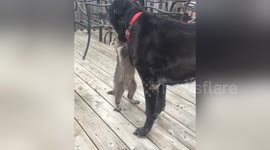 Newsflare Edit - Jonathon the racoon and Roxy playing