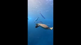Fish Use Turtle as a Scratching Post