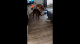 Toddler Makes a Mess Behind Mom's Back