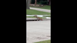 Bobcat Family Spotted in Texas Neighborhood