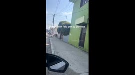 Dog Trots Past With Entire Chicken Dinner