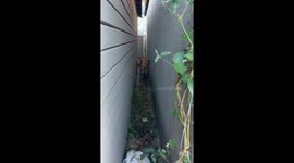 Dog Goes Reverse Mode