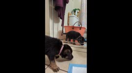 Weeks old German shepherd puppies discover their reflections for first time