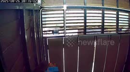 Monkey caught on CCTV breaking into shop to steal food