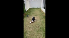 Pet dog slides across grass on his chin