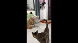 Cat and dog take turns playing with plastic bag