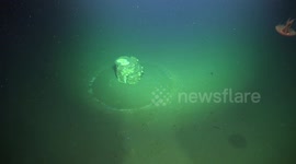 US: Decades-Old Barrels Of Industrial Waste Still Pollute Seafloor Off Los Angeles