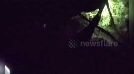 US: K-9 Deputy Encounters Bear During Volusia County Manhunt