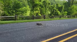 US: Snapping Turtle Crosses Road Near Abbott Lake