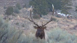 US: Bull Elk With Massive Antlers Bugles And Chases Cow Elk Through Yellowstone Sagebrush