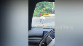 Wild heron hitches a ride on car bonnet in China