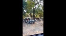 Remorseless lions seen today after eating zookeeper alive at safari park in Thailand