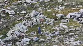 China: Reclusive snow leopards spotted in Qinghai's nature reserve