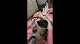 Cute dachshund gets tummy tapped in playful moment in Curitiba, Brazil