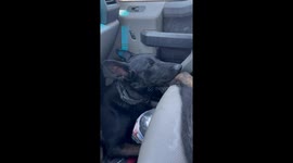 Dog hilariously scratches its itchy toe in California, USA