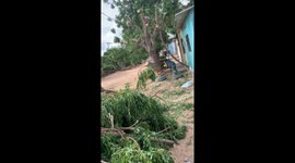 Man accidentally hit by tree branch in Maicao, Colombia