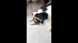 Playful Border Collie meets a crab in Zhejiang, China