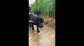 Dog pulls wooden cart with canine passenger in Henan, China