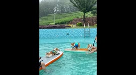 Corgis jump between SUP boards in Anhui, China