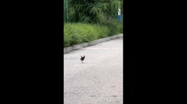 Flightless bird sprints then slows down on a road in Liaoning, China