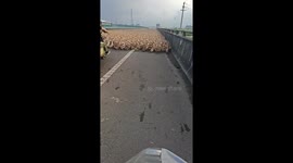 Hundreds of ducks block the road in Zhejiang, China