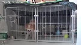 Clever puppy escapes cage after persistent struggle in Shanghai, China
