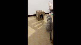 Playful kitten accidentally trapped in box in Sichuan, China