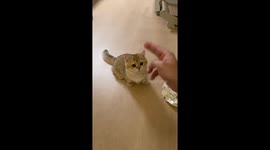 Kitten pretends to “fall” in Guangdong, China