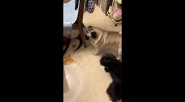 Playful pug chases owner in Liaoning, China