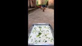 Six hungry puppies rush to finish their meal in Guangxi, China