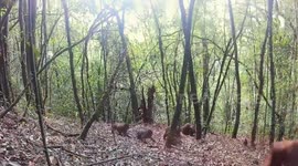 China: Wild bear macaques display curiosity in rare sighting in Yunnan