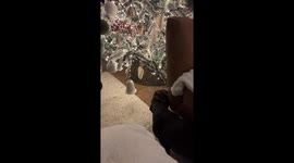 Adorable Miniature Dachshund is obsessed with Christmas tree baubles