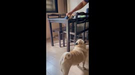 Pet pug reaches favourite toy placed on table by owner