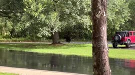 Black bear sparks panic as it runs through streets in Florida
