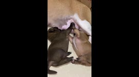 Nursing Puppies High Five