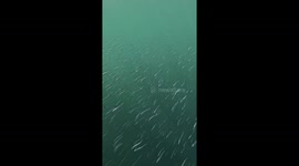 Fin Whale Lunges For Mouthful Of Fish