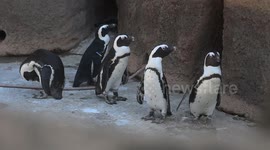 Zookeepers tag 100 penguins with new ID rings in Poland