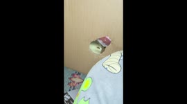 Dog Bites Cardboard Box Apart To 'Rescue' Owner