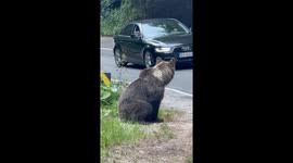 Car Purposely Tries to Hit a Bear