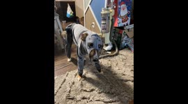 Shed Proof Dog Suit
