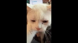Attention-Seeking Cat vs. Jealous Dog: Hilarious Sibling Rivalry!